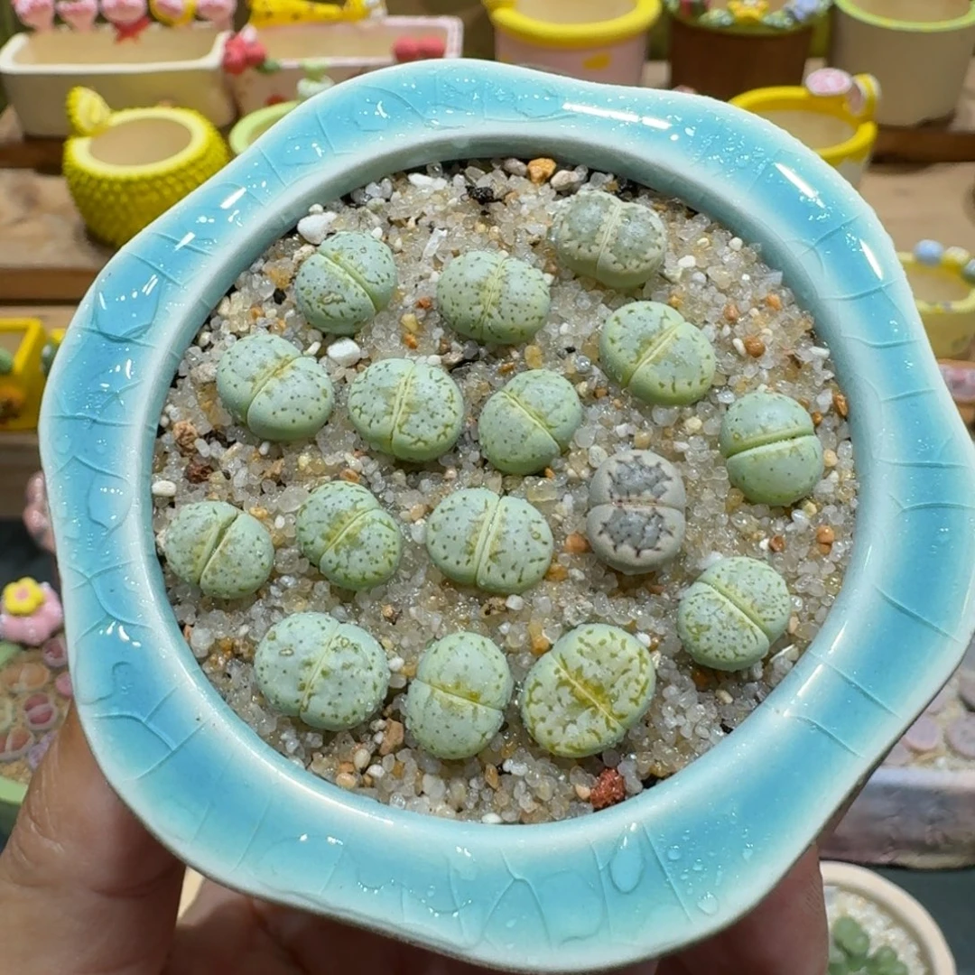 蘑菇1126奶油寿丽多肉植物