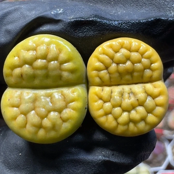 生石花111111。 125