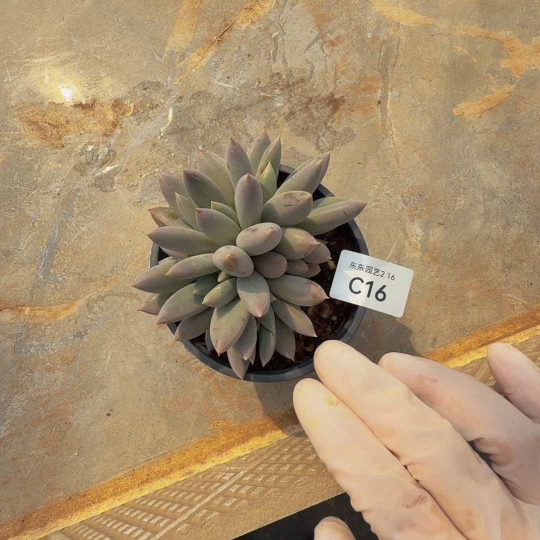 c c c c c c c c c 16