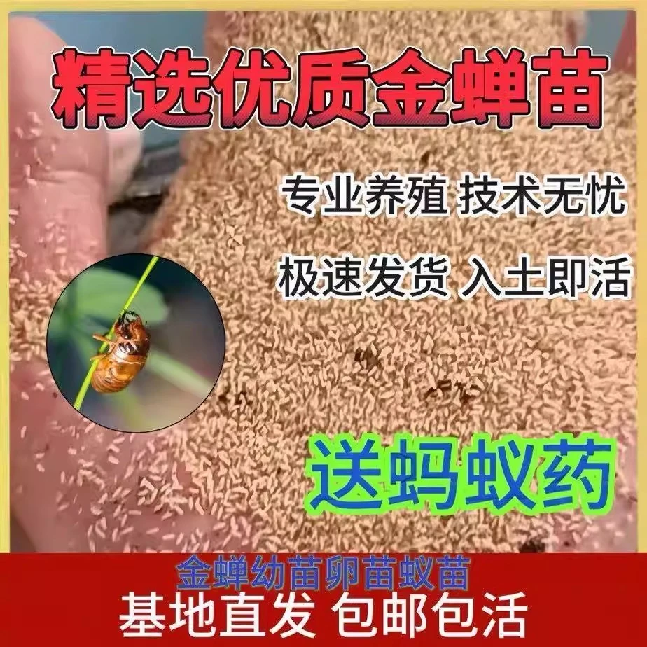 金蝉幼苗知了猴幼虫爬叉知了龟爬蚱卵养殖技术直播卖货爬拉猴批发