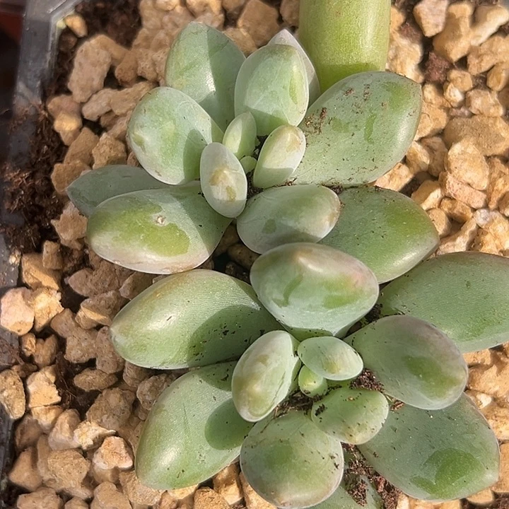 x系列美人特价一物一拍