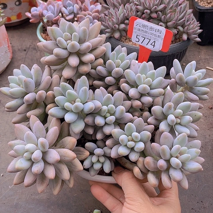 5774粉色恋人。