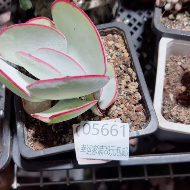 幸运的是我还在等