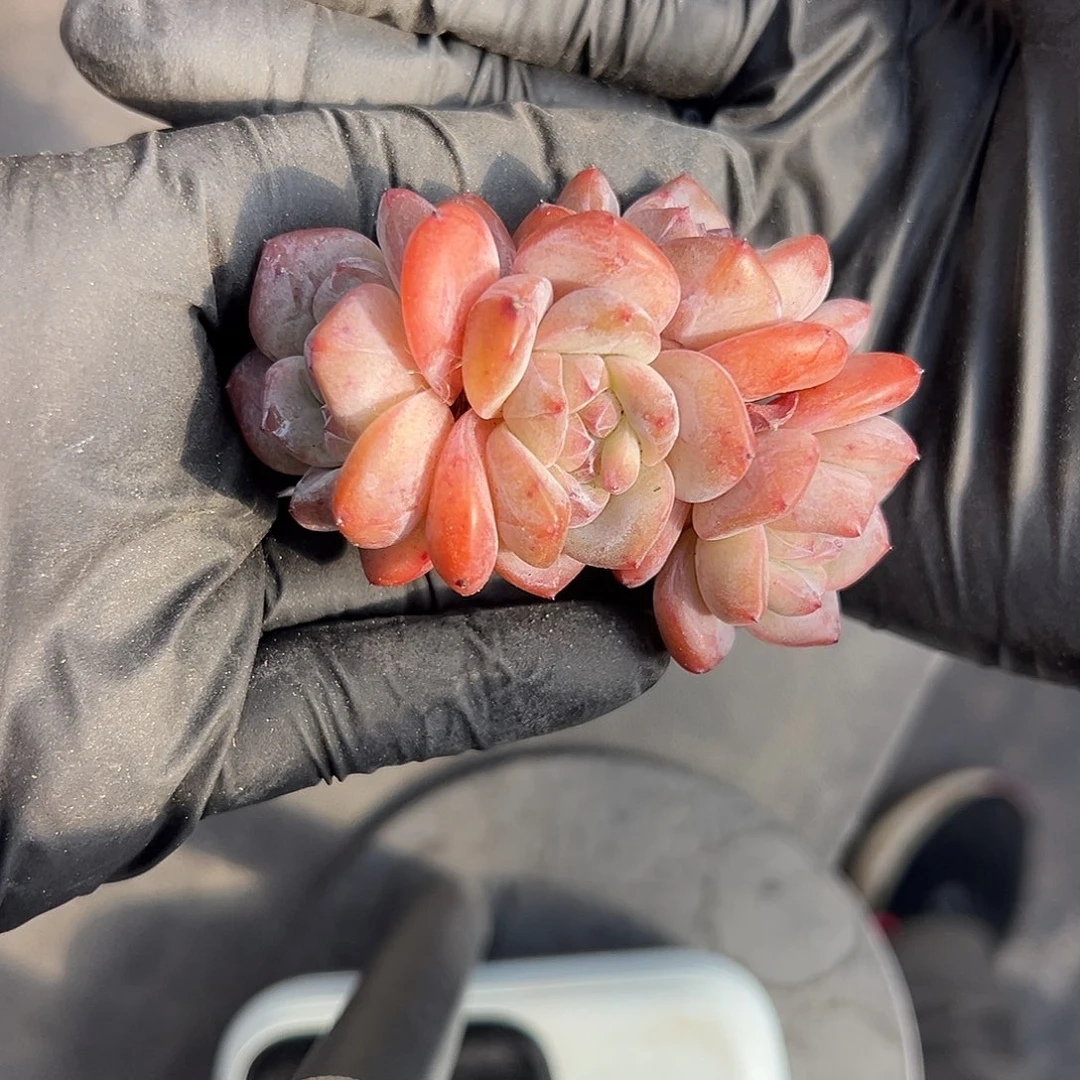 四头星影脱土发货的