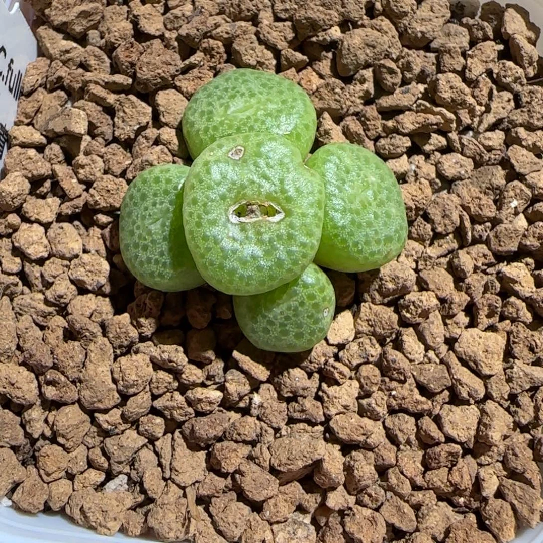 肉锥多肉植物组合-青团323有疤