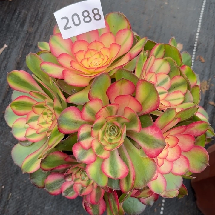 粉荔枝特价多肉发货