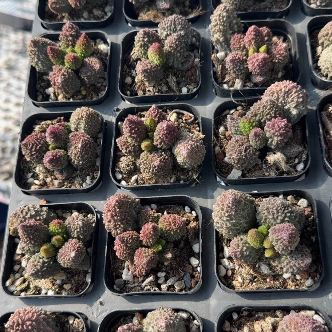 朱紫玉量拍链接多肉