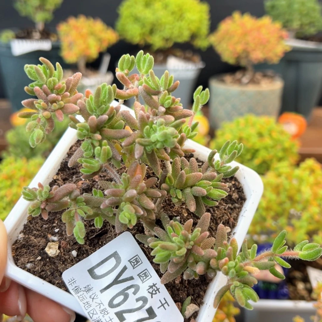 【闪购商品】dy6273狐尾冠幅10cm