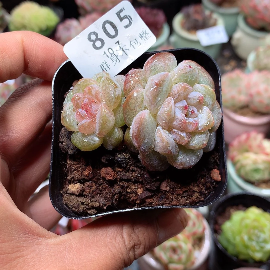 精控拇指盆10.7805