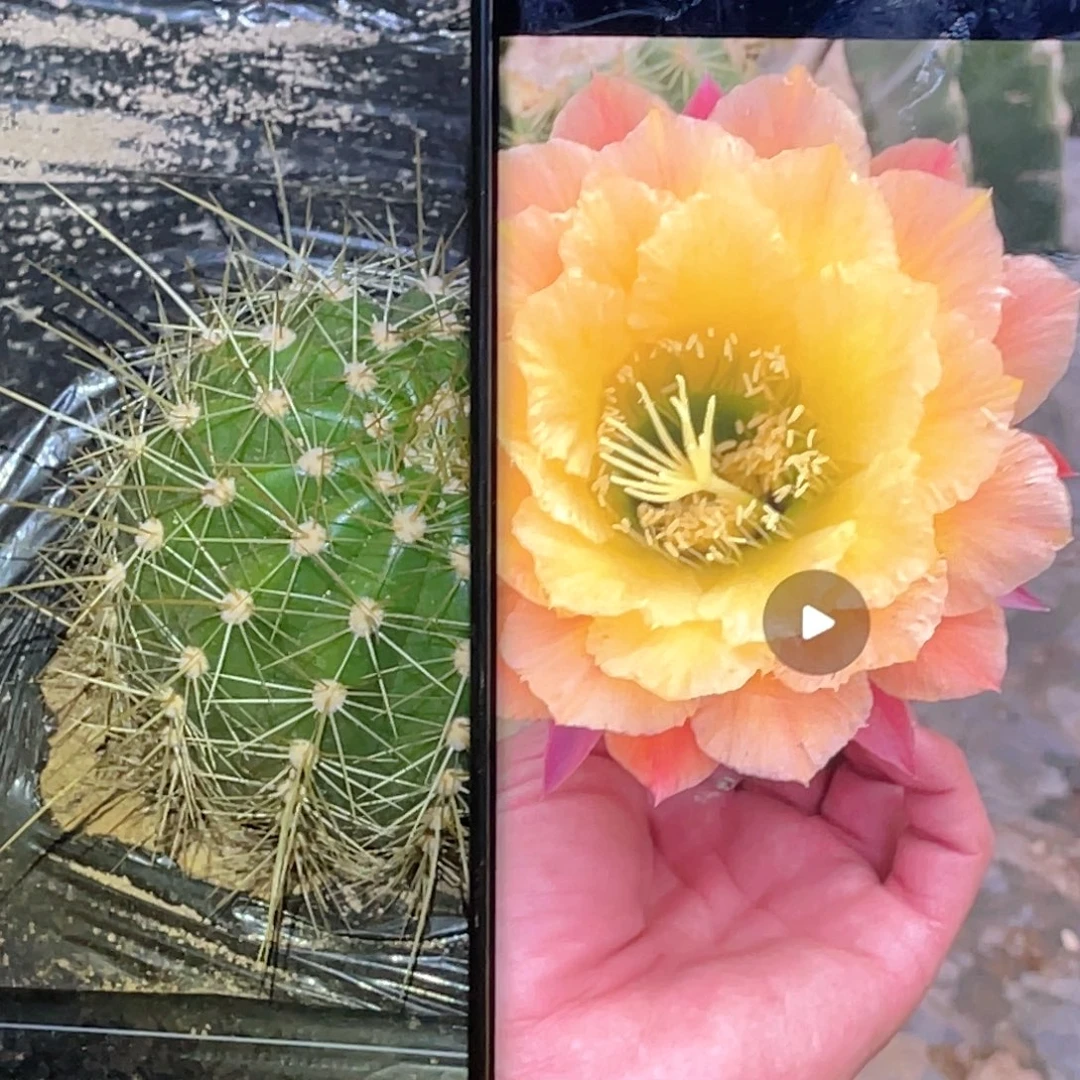 毛花柱 黄牡丹脱土脱盆摘花满20包邮