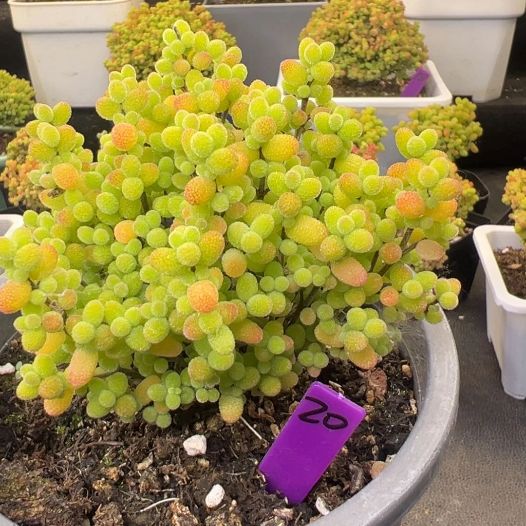 20号12cm盆金桔糖球