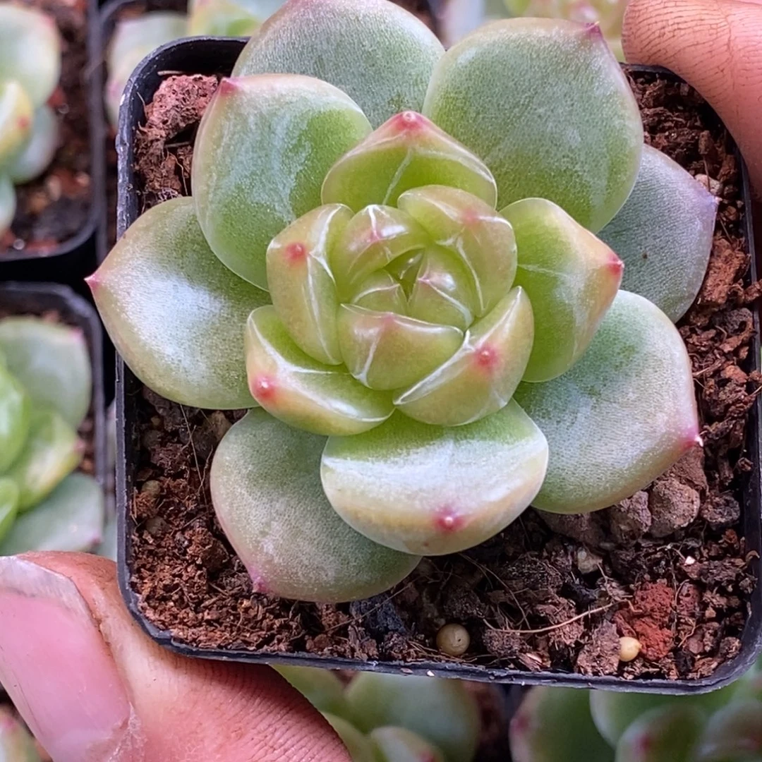 天官赐福百无禁忌
