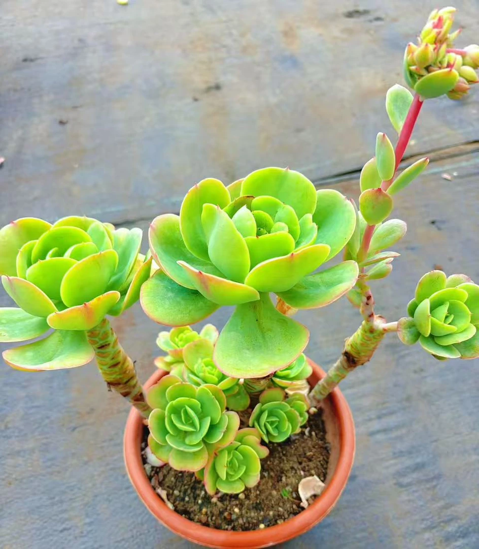 （无砍老桩碧桃） 必入款好养 脱土发 （任意2单包邮）好运来多肉植物