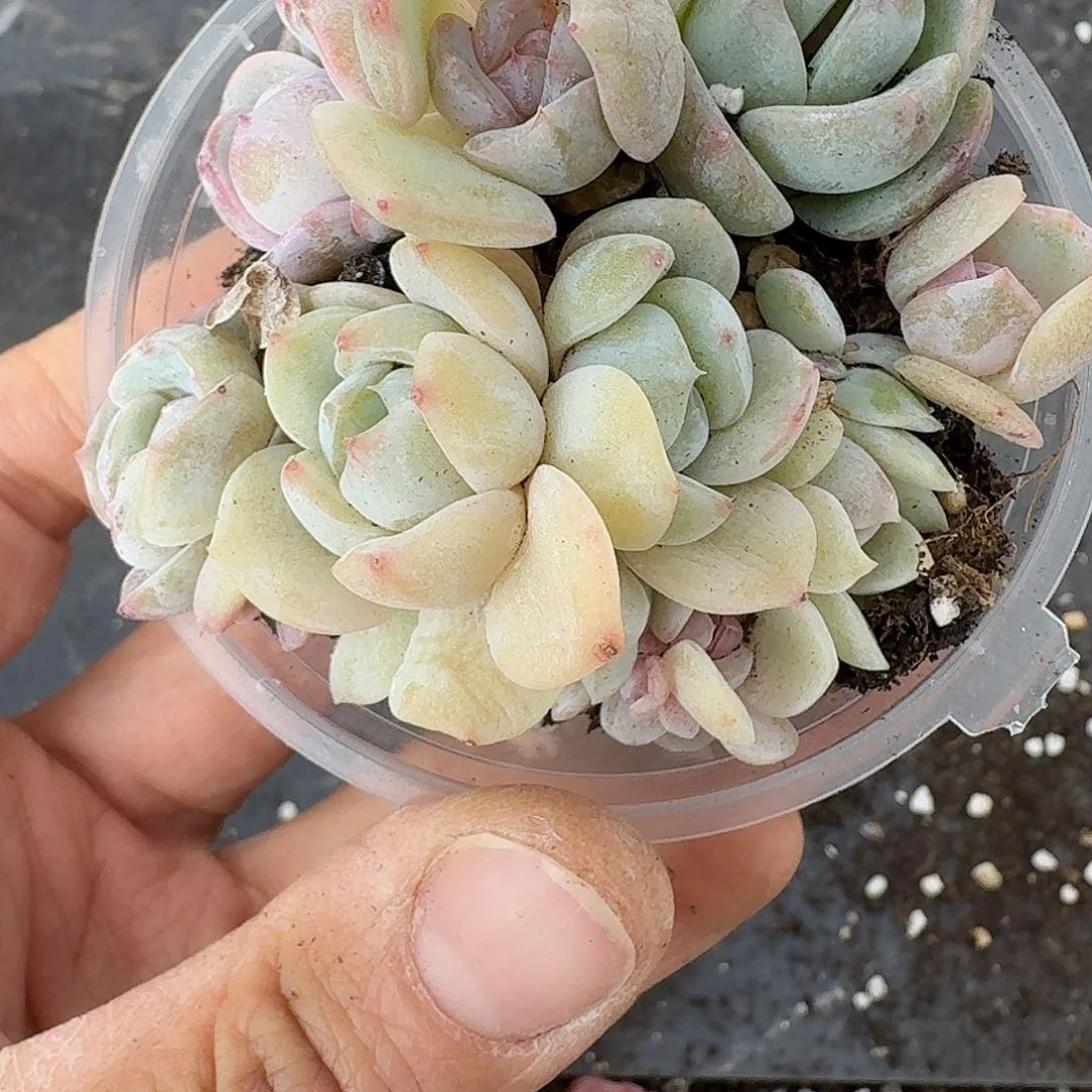 杂交新品珍妮多肉479