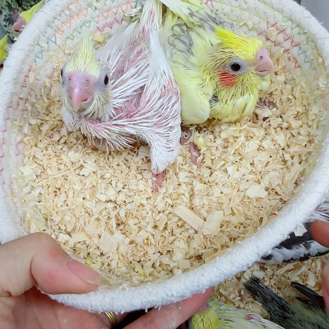 虎皮鹦鹉玄凤鹦鹉