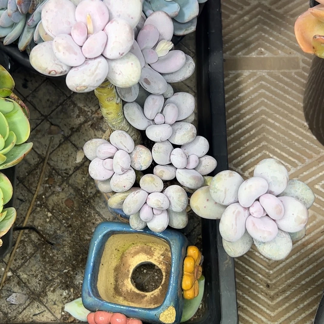 奶酪老桩，一物一拍