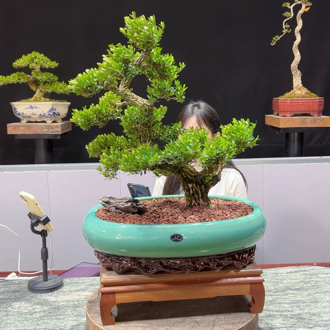 黄杨盆景老桩四季常青