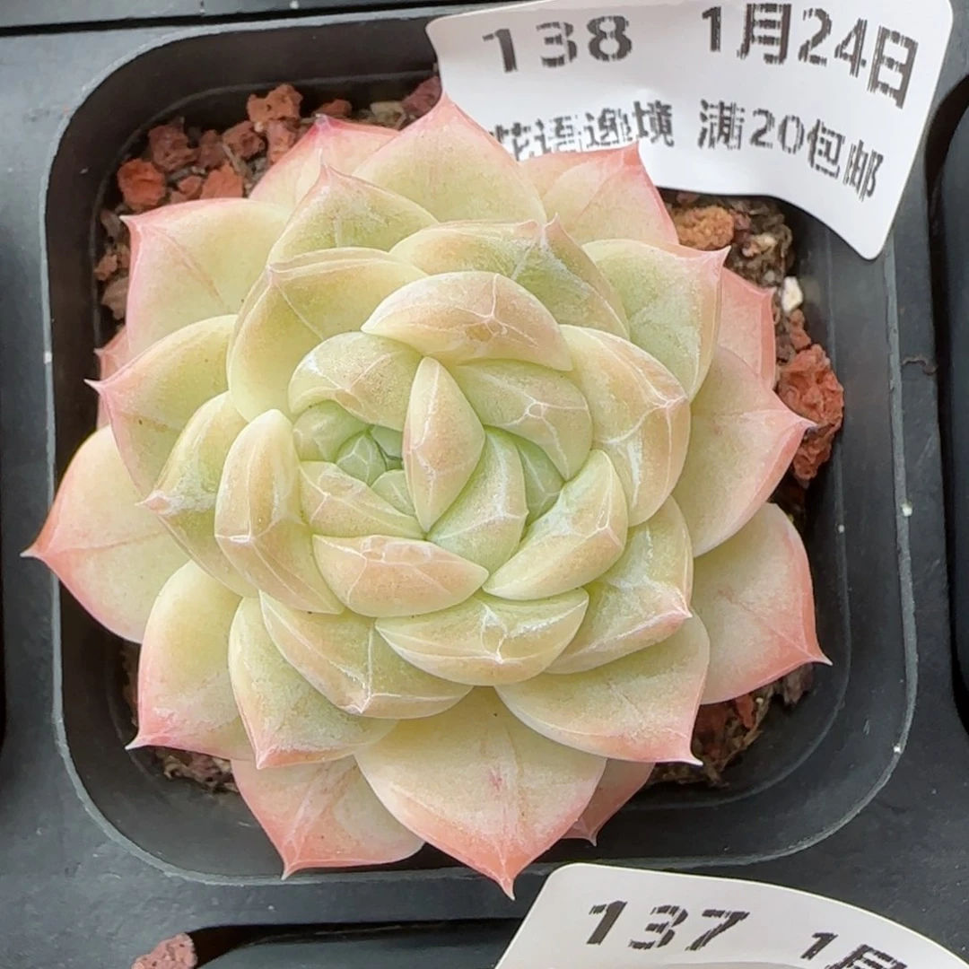 花语逸境0124-138