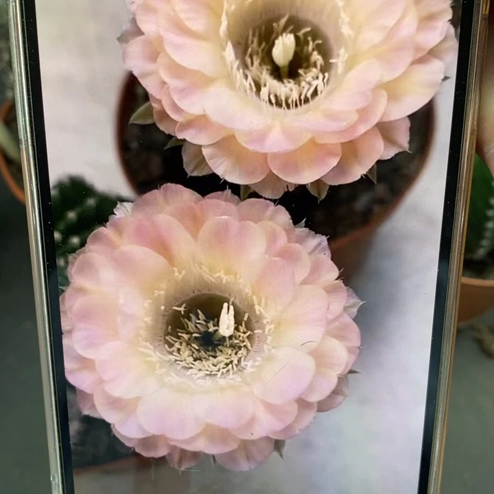 彩草重花侧芽3公分左右