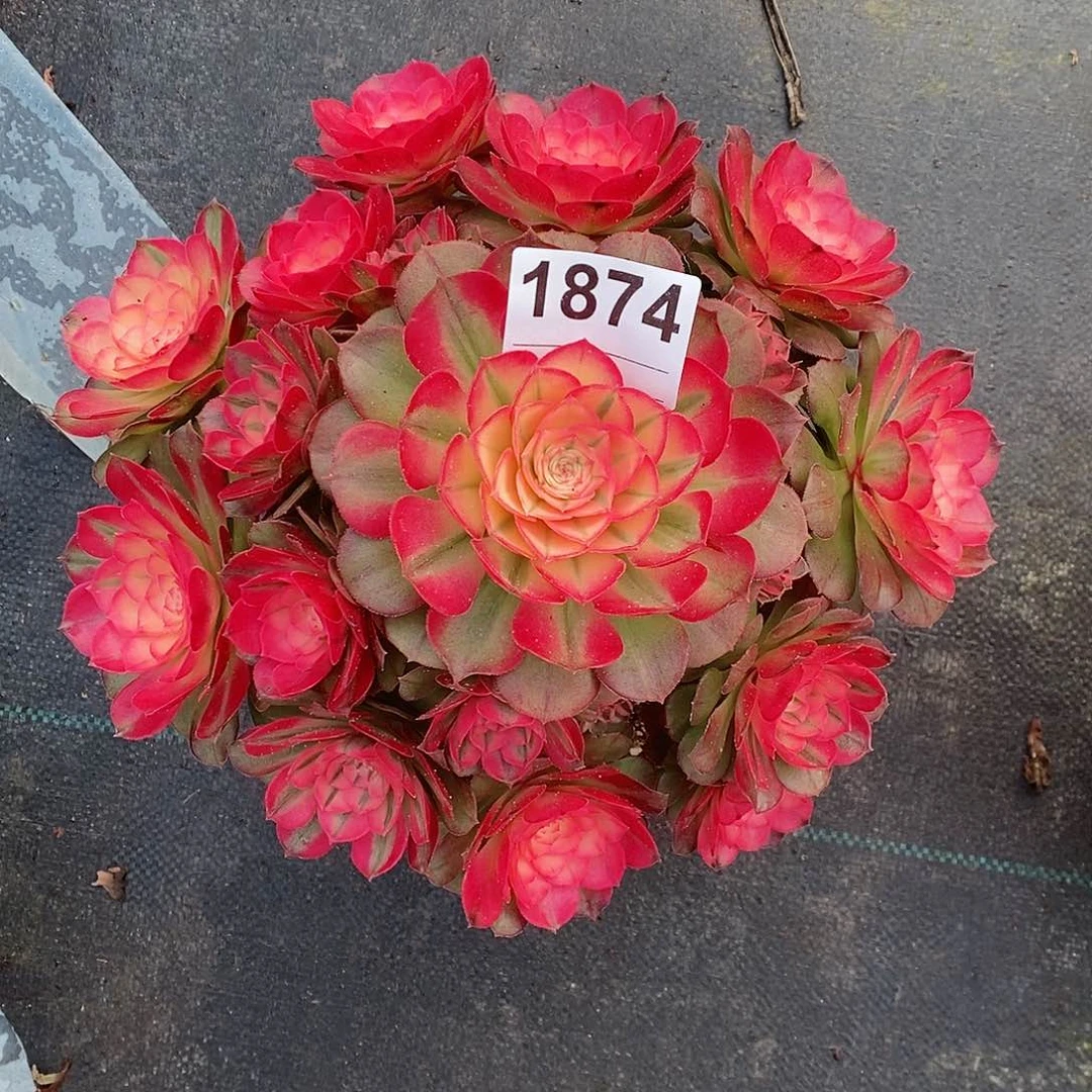 红陶粉****糖1874荔枝4官服23.25