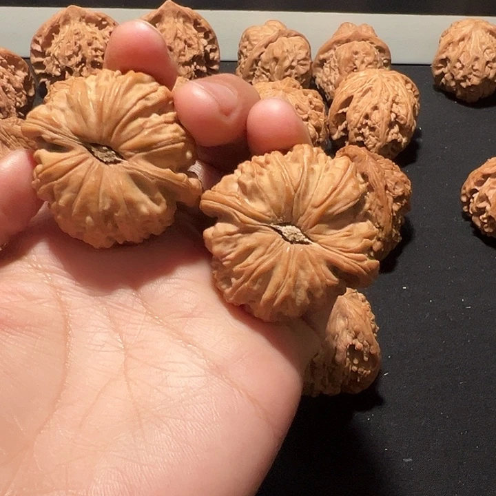 是***吖核桃球白白狮子白狮子