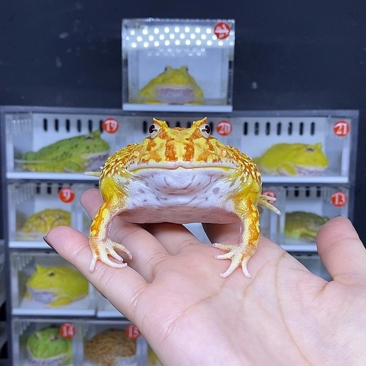 特价秒杀一切顺利