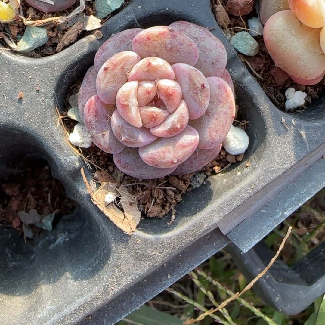 小卡拉米糖心一物一拍