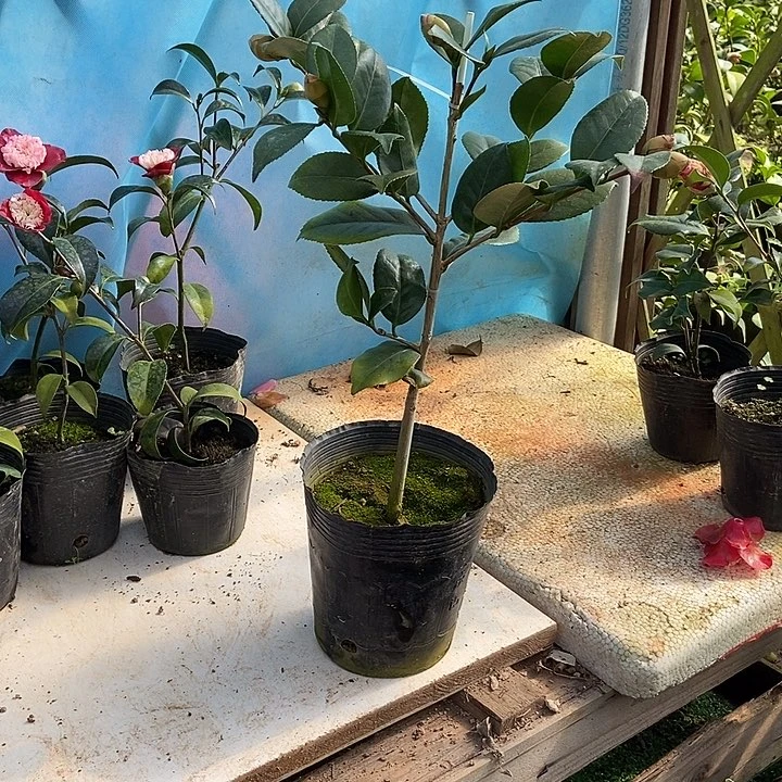 完全开放纯色黑贝