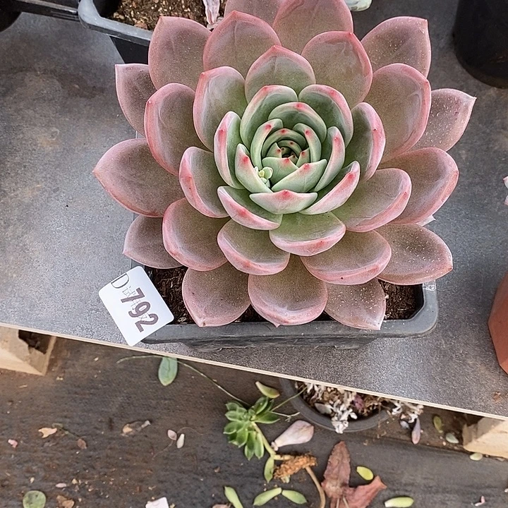 徽***⁶792红酒香槟多肉植物