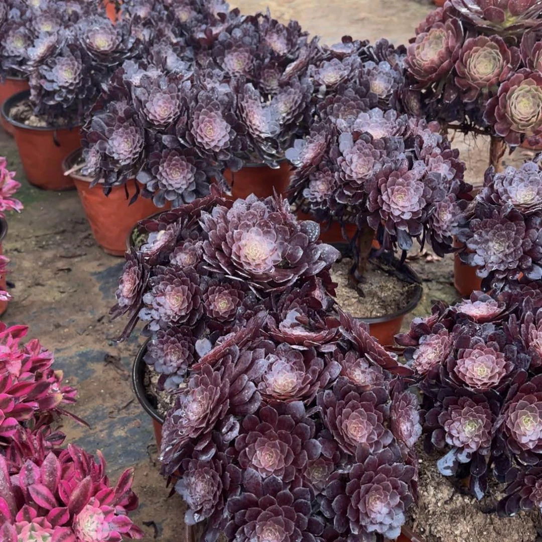 黑铜壶绣球9.9法师多肉