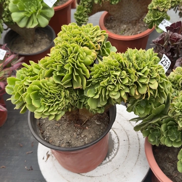 白***使多肉植物绿羊绒缀253