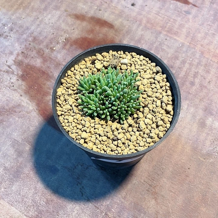 夏***宝775晶珊瑚植物多头