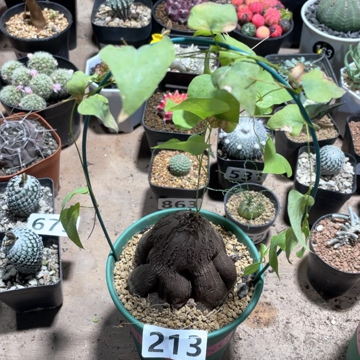 8**5213象足龟甲龙块根