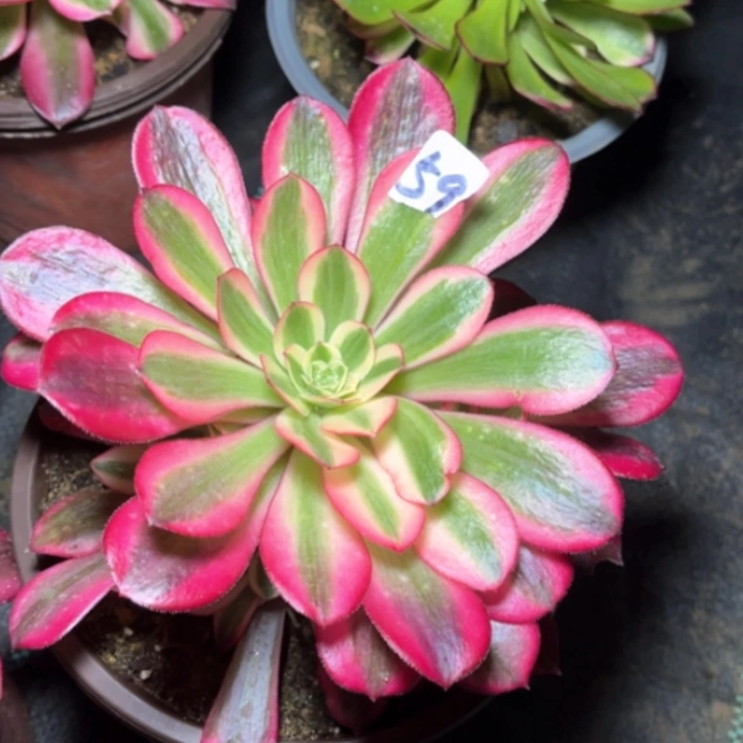 【闪购商品】59美杜莎多肉法师