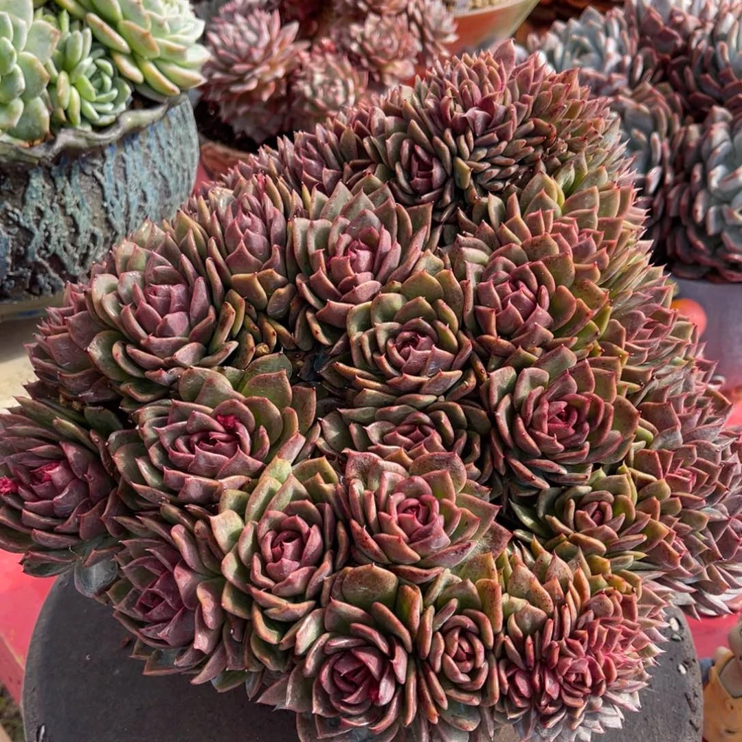 手***前多肉红玫瑰缀不带盆