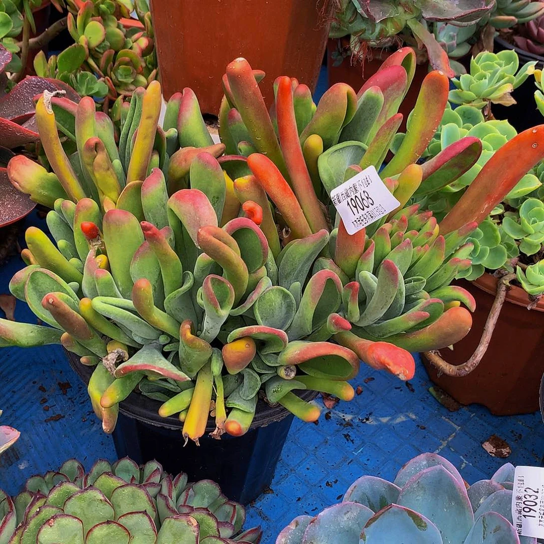 &***@    火狐狸多肉19068