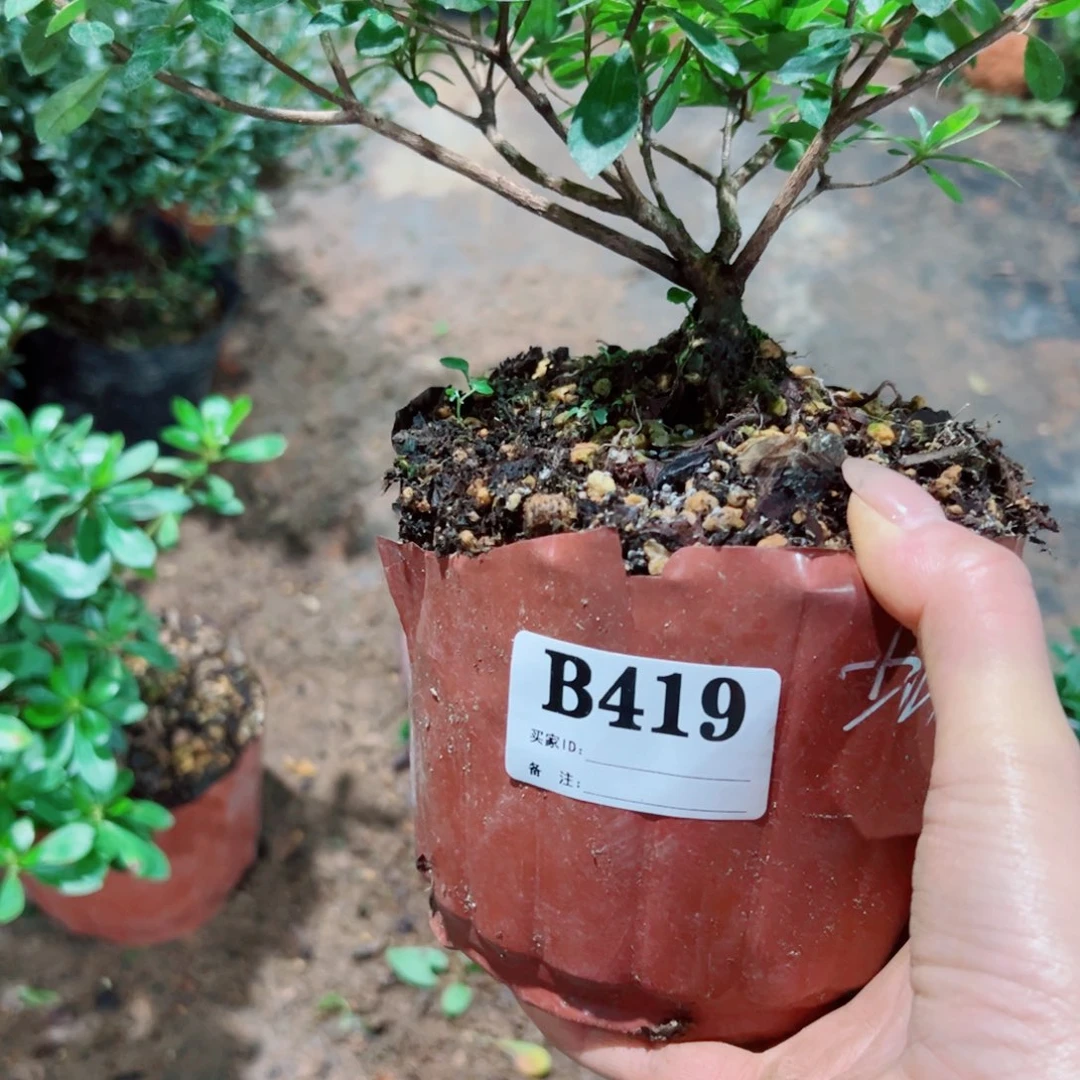 完全开放熊**康杜鹃花科植物的根