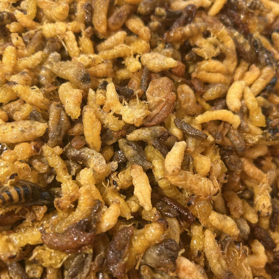 【树蜂1234级混合蜂蛹】【有内脏介意慎拍】2025新鲜纯菜籽油油炸蜂蛹
