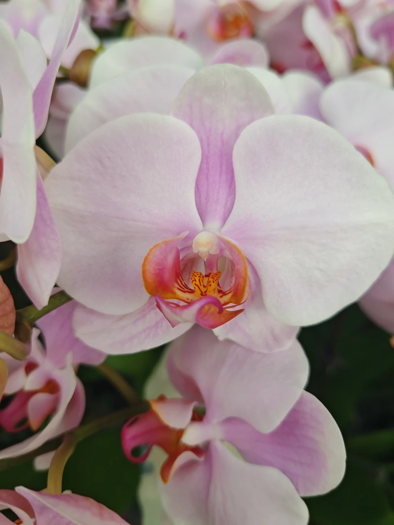 [秋枫]蝴蝶兰 中大花型 有花带花苞