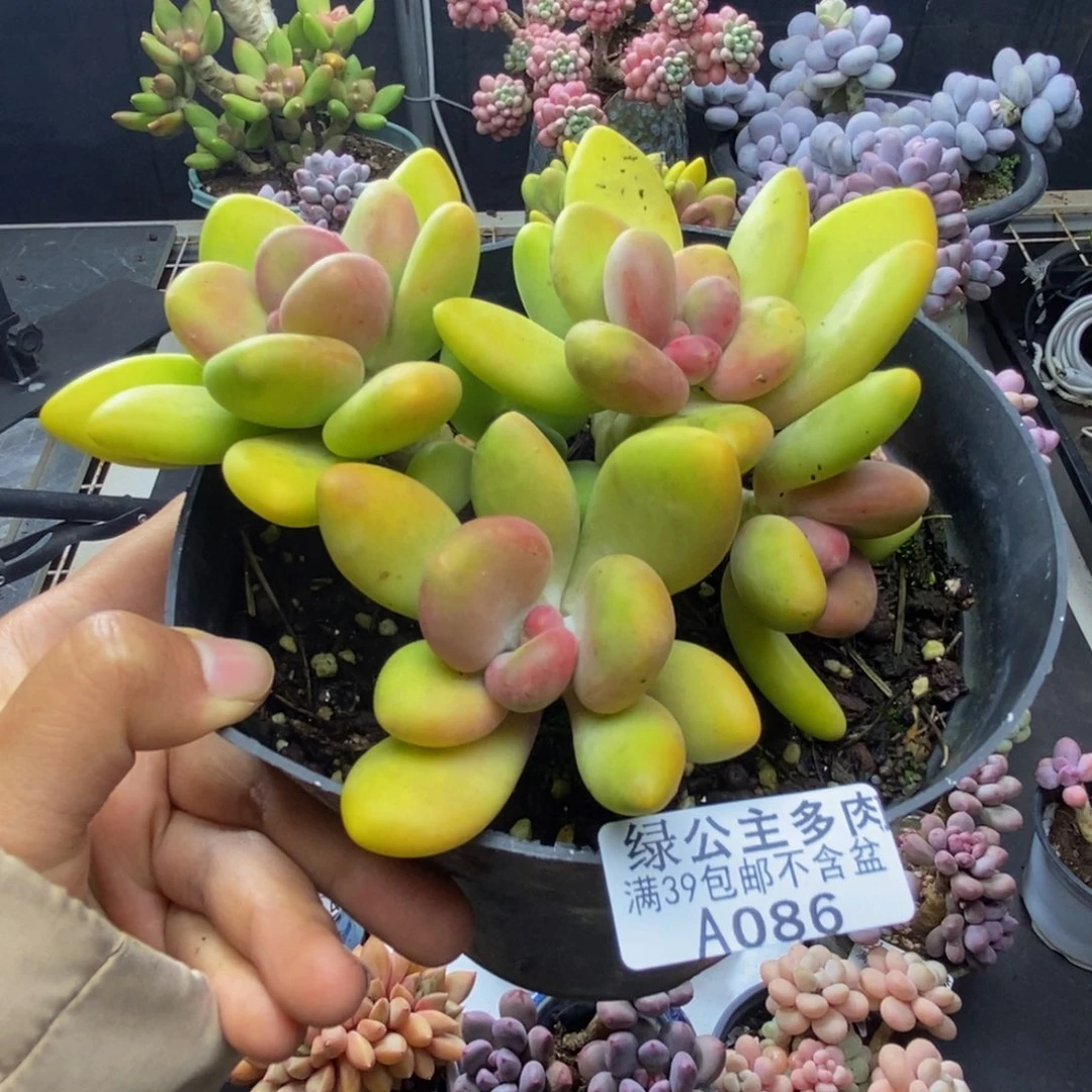 086芒果奶多肉11c m