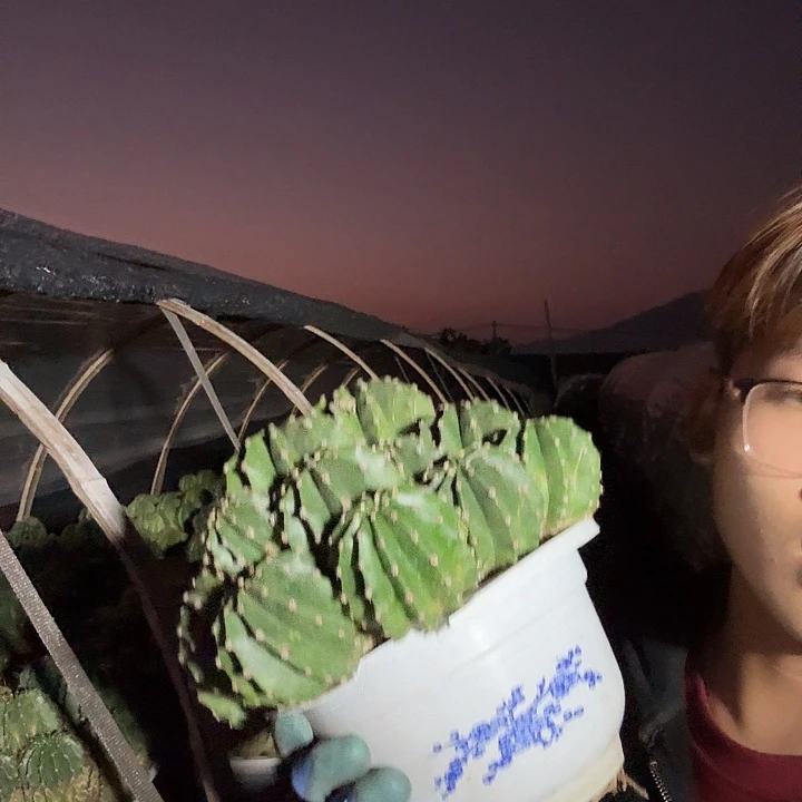 初***无花朵彩草哈哈哈哈哈哈哈