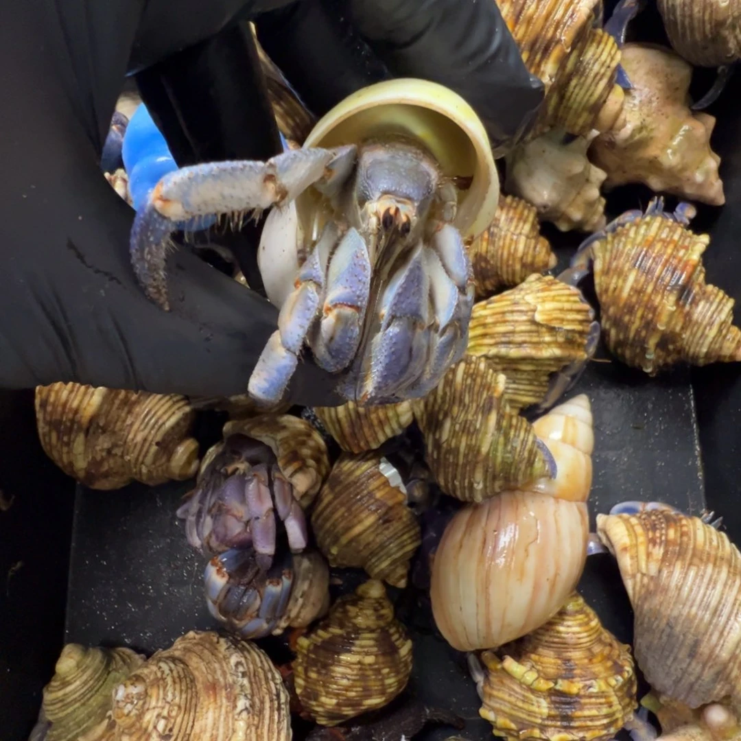 紫陆2.56口径特惠