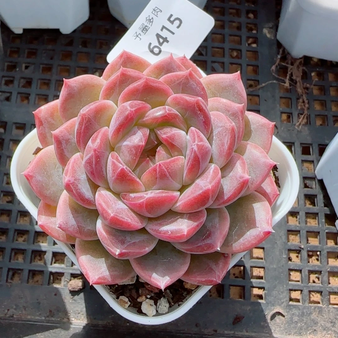 糯心冰魄，6415多肉植物