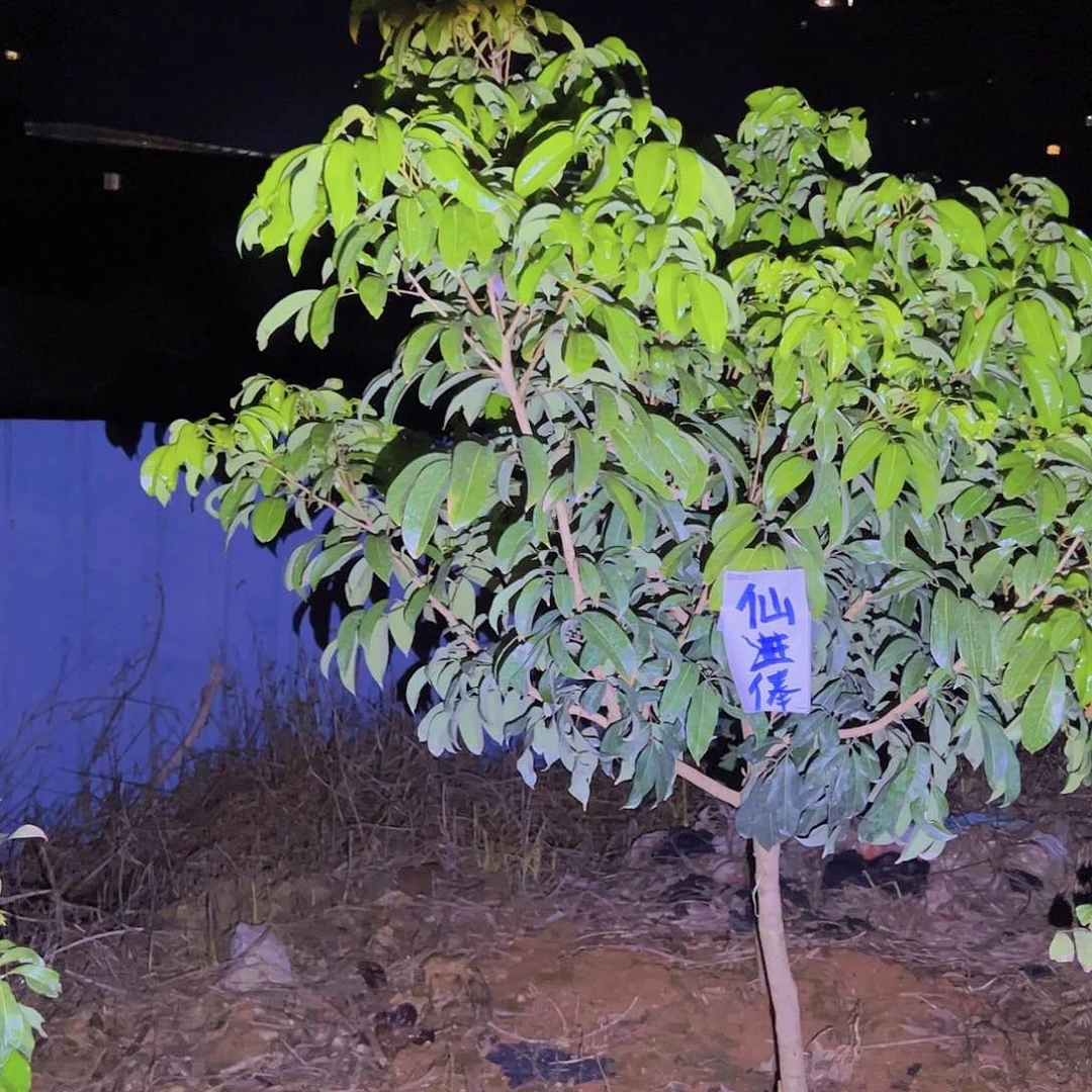 完全开放现在无花苞种植明年开花结果