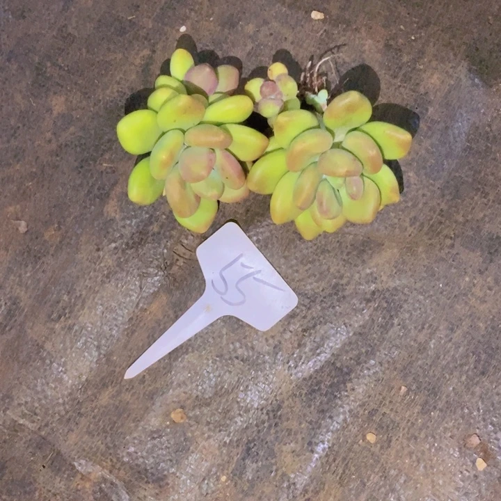 我都是要先到咯诶