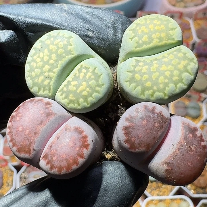 生石花1222222。  76