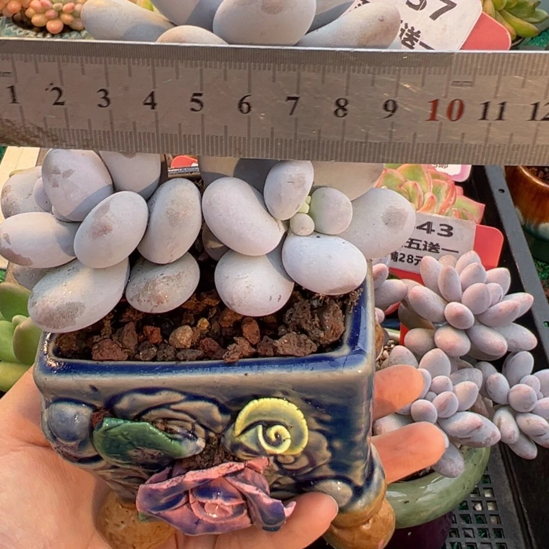表妹精品多肉植物357.