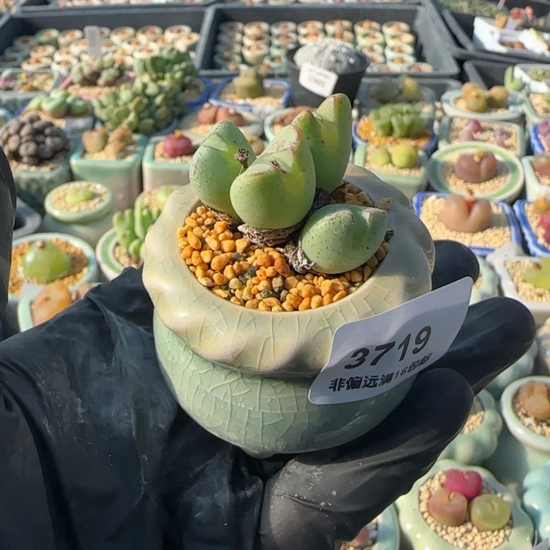 3719--一物一拍 带盆