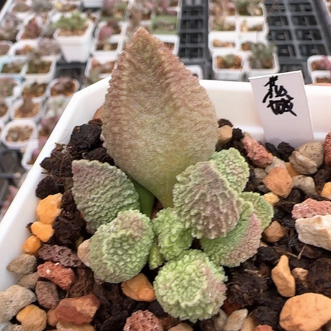 ㉿***㉿摩羯座水泡多肉植物