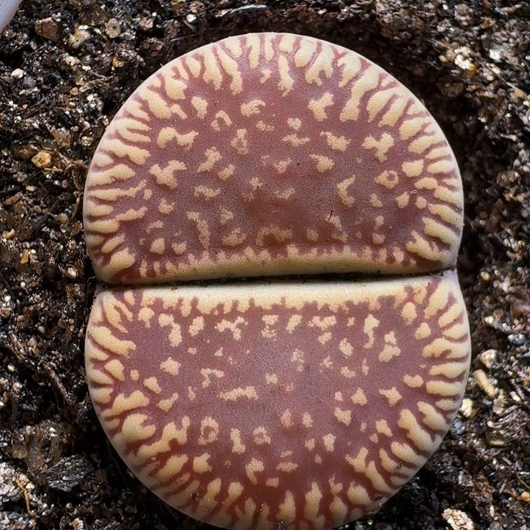 生石花111111。 2公分半。   216